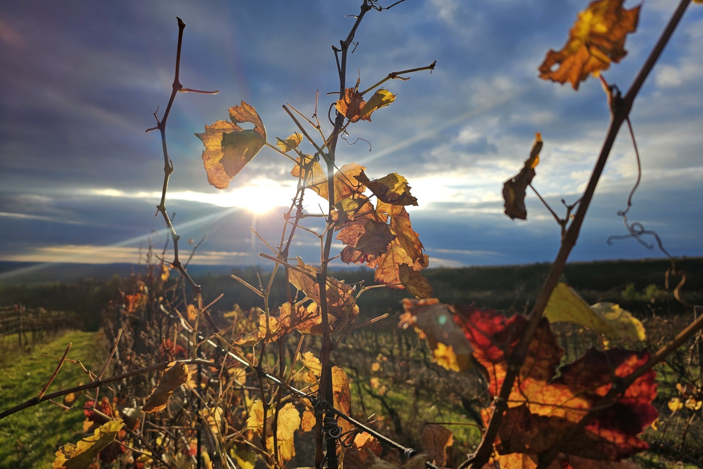 Listopad 2024 – registrace nových obytných aut stagnují, přívěsy&nbsp;padají
